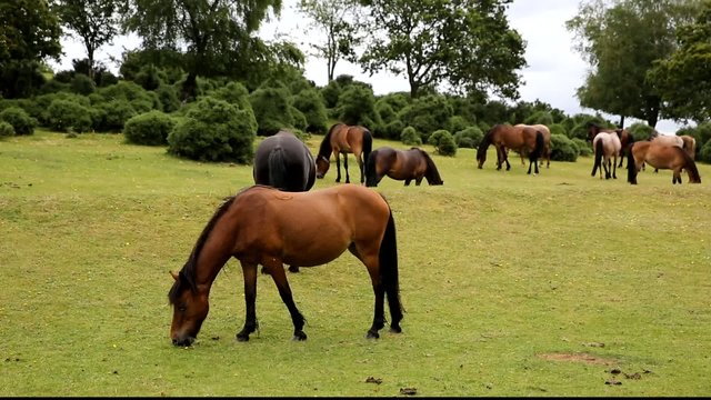 New Forest ponies Lyndhurst Hampshire England UK