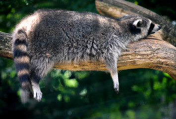 Raccoon in the Veszprém Zoo (Hungary) © Tibor Puski