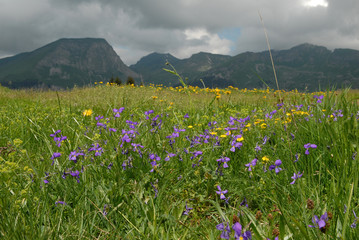 La Gentiane de printemps du côté de Morzine