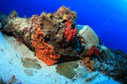 Fototapeta Colorful tropical coral reef in the caribbean sea