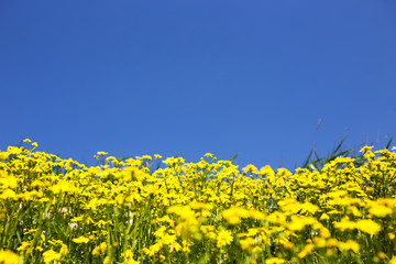 Wild yellow flowers and blue sky, shallow deep of field