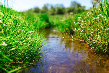 Meadow creek with green grass, summer, close up photo