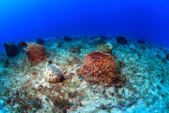 Giant barrel sponges in the caribbean sea