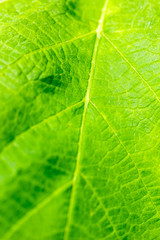 closeup of a rare flower in the nature of an island