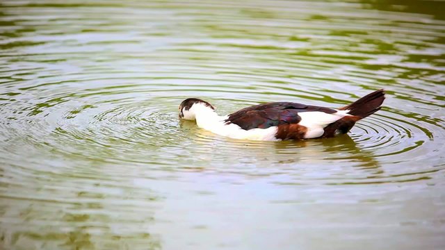 b & w duck lowers his head into the pond and swims. Video