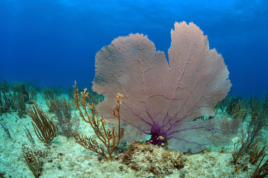 Fototapeta Common sea fan coral in the tropical reef
