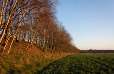 B&auml;ume am Feld