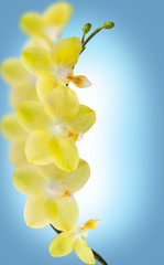 Yellow orchid isolated on blue background