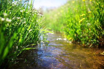 Fototapeta na wymiar Meadow creek with green grass, summer, close up photo