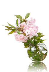Sakura flowers in a vase isolated on a white background