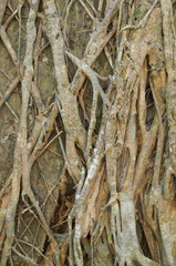 tree roots