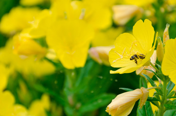 Bee on yellow flower