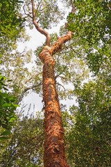 Fototapeta premium Gumbo-Limbo Tree in the Forest