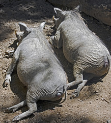 Obraz premium Warthog