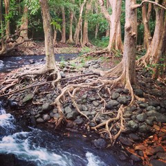 Spectacular rainforest of Mauritius
