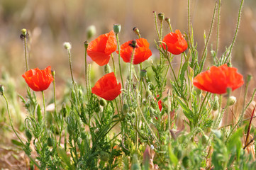 Obraz premium Coquelicots en fleurs dans la prairie