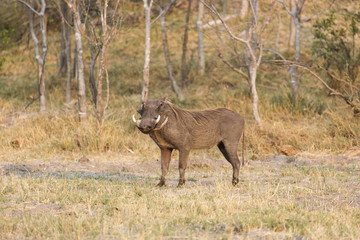 Common warthog, (Phacochoerus africanus)