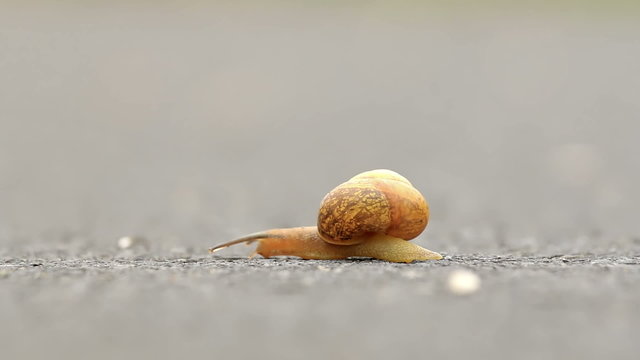 Small snail in the road