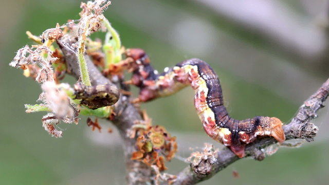 Small caterpillars