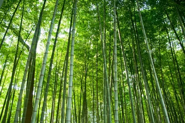 Papier Peint photo autocollant Bambou foret de bambou