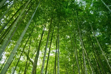 Cercles muraux Bambou foret de bambou