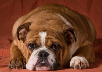 english bulldog puppy