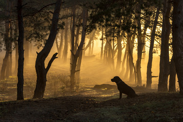 Dog sits in a tight fog in pine forest at dawn in the morning in