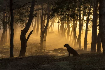 Fotobehang Dog sits in a tight fog in pine forest at dawn in the morning in © cooper47alex