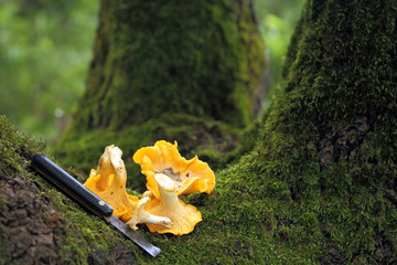 Chanterelle mushrooms