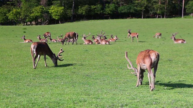 The herd of fallow deers on a meadow