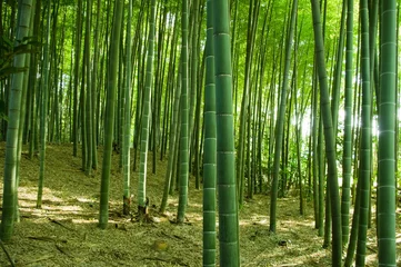 Afwasbaar Fotobehang Bamboe Bamboo Bos