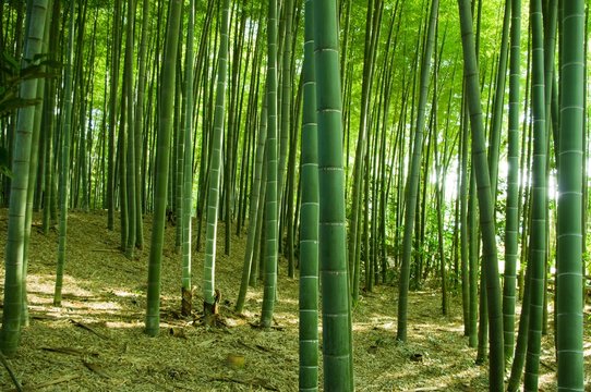 bamboo forest