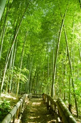 Rideaux tamisants Bambou foret de bambou