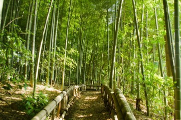 Obraz premium bamboo forest