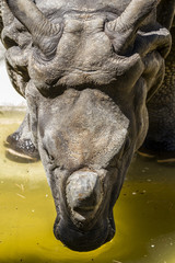Fototapeta na wymiar Indian rhino with huge horn and armor skin