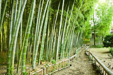 Fototapeta na wymiar bamboo forest