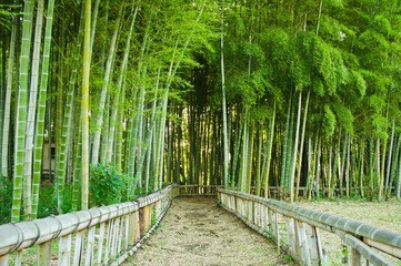 Fototapeta premium bamboo forest