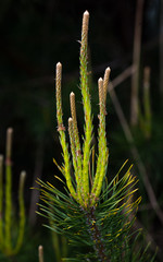 Pine buds