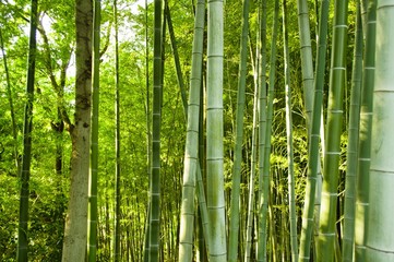 foret de bambou