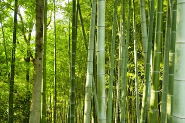 Papier Peint photo Lavable Bambou foret de bambou