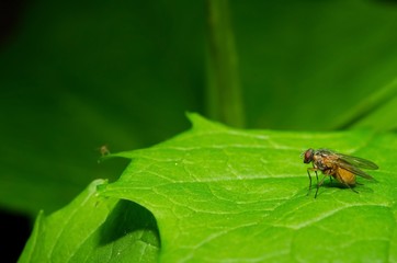 Fly on leaf