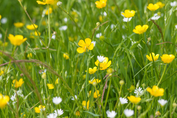 yellow buttercups and white flowers on a green meadow