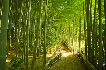 Photo sur Aluminium Bambou foret de bambou