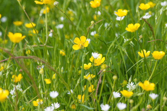 Fototapeta yellow buttercups and white flowers on a green meadow