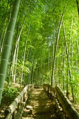 Fototapeta na wymiar bamboo forest
