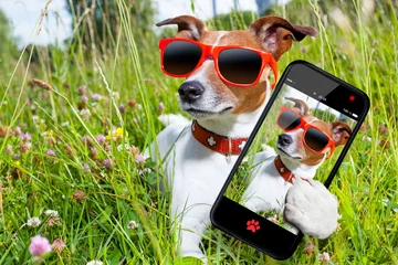 Foto auf Acrylglas Lustiger Hund Selfie-Hund auf der Wiese