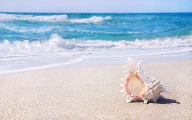 big seashell on sandy beach in wave splashes