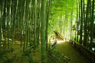 Cercles muraux Bambou foret de bambou