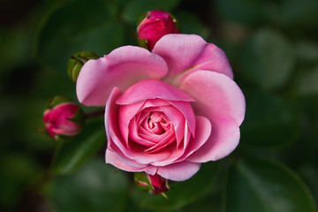 Rosenblüte mit Knospen