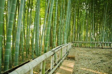 Fototapeta premium bamboo forest
